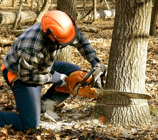 Tree Removal in Etta, MS